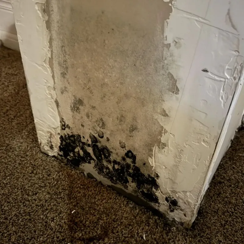 Professional Mold Removal in New Kent, VA